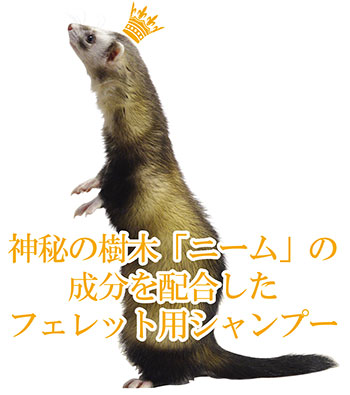 _̎؁Ahj[htGLXzB