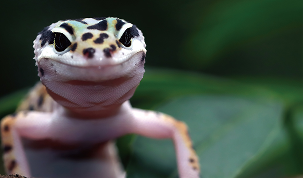 グラスゾーン 30WH ｜ 株式会社三晃商会