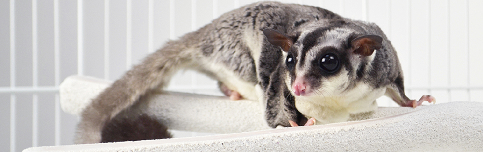 フクロモモンガ 飼育用品 ｜ 株式会社三晃商会